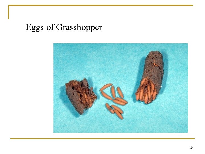 Eggs of Grasshopper 16 