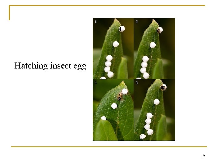 Hatching insect egg 19 