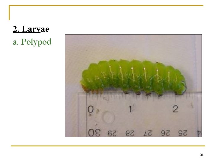 2. Larvae a. Polypod 20 