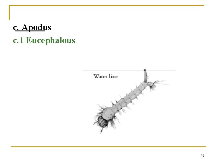 c. Apodus c. 1 Eucephalous 25 