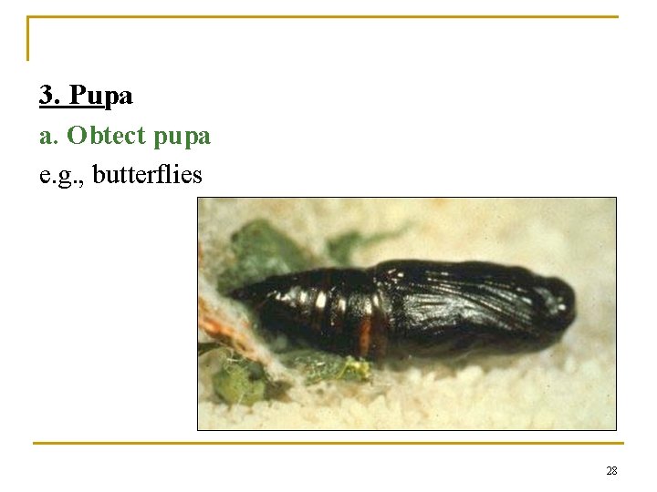 3. Pupa a. Obtect pupa e. g. , butterflies 28 