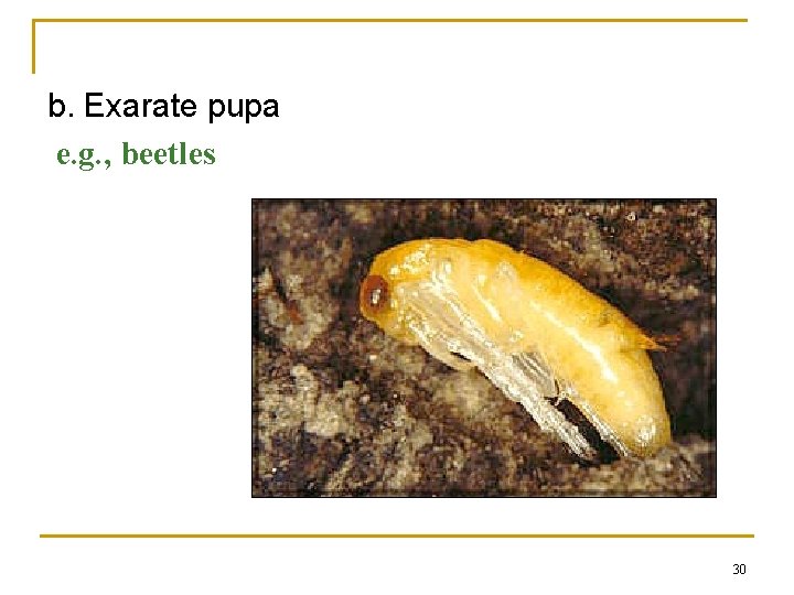 b. Exarate pupa e. g. , beetles 30 