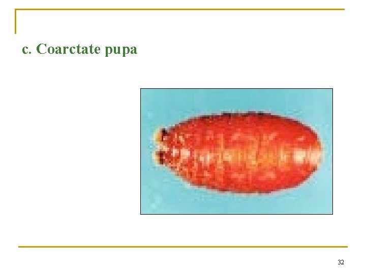 c. Coarctate pupa 32 