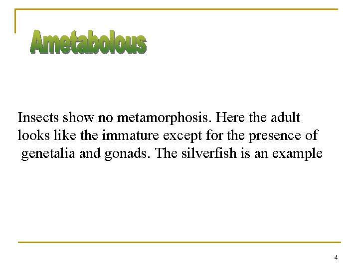 Insects show no metamorphosis. Here the adult looks like the immature except for the