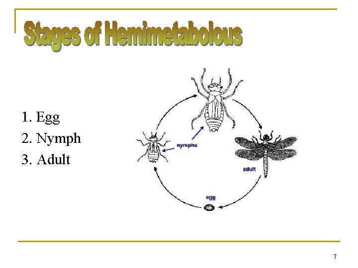 1. Egg 2. Nymph 3. Adult 7 