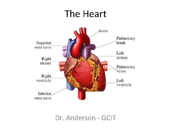 The Heart Dr. Anderson - GCIT 