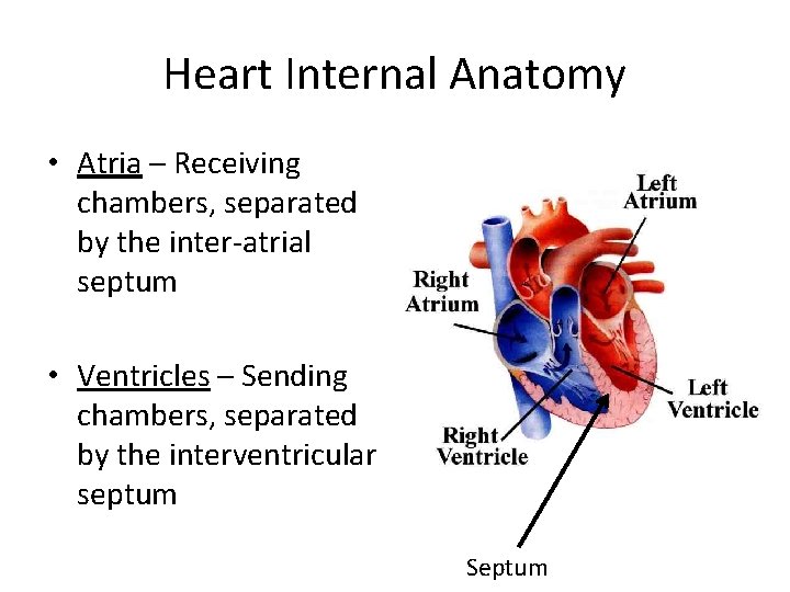 Heart Internal Anatomy • Atria – Receiving chambers, separated by the inter-atrial septum •