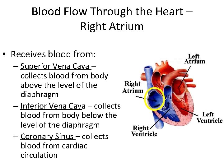 Blood Flow Through the Heart – Right Atrium • Receives blood from: – Superior