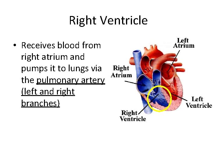 Right Ventricle • Receives blood from right atrium and pumps it to lungs via