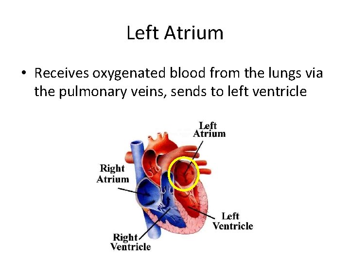 Left Atrium • Receives oxygenated blood from the lungs via the pulmonary veins, sends