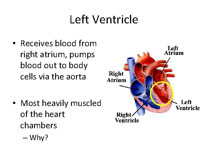 Left Ventricle • Receives blood from right atrium, pumps blood out to body cells
