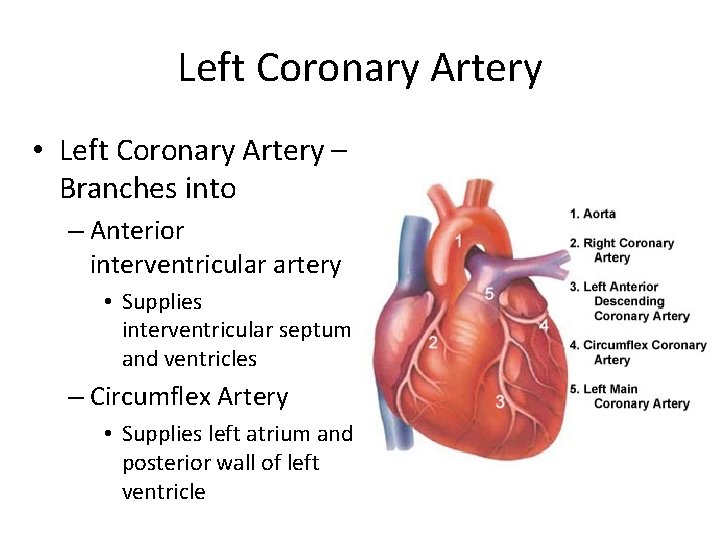 Left Coronary Artery • Left Coronary Artery – Branches into – Anterior interventricular artery