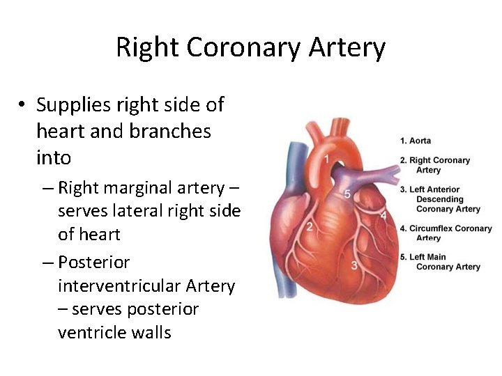Right Coronary Artery • Supplies right side of heart and branches into – Right