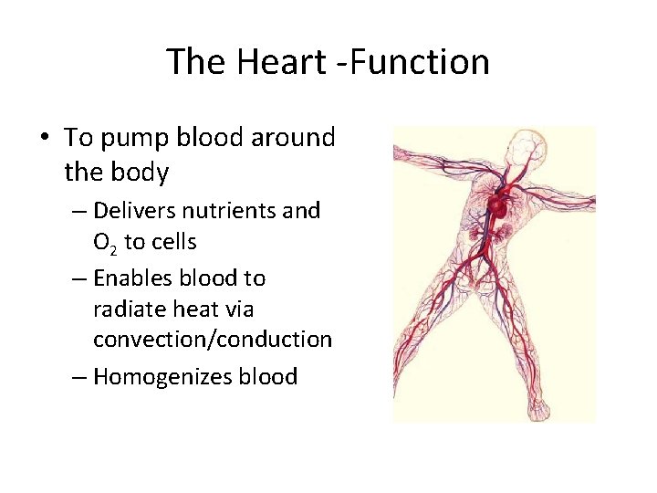 The Heart -Function • To pump blood around the body – Delivers nutrients and