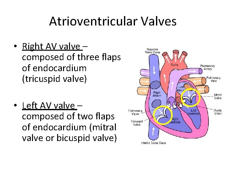 Atrioventricular Valves • Right AV valve – composed of three flaps of endocardium (tricuspid