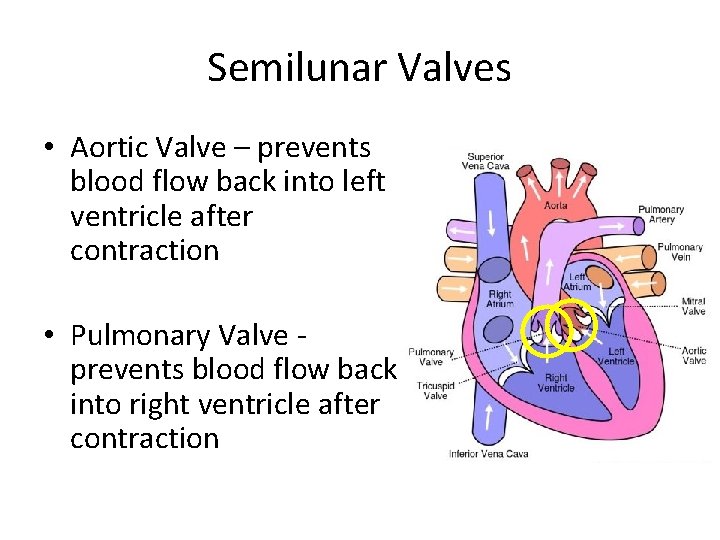 Semilunar Valves • Aortic Valve – prevents blood flow back into left ventricle after