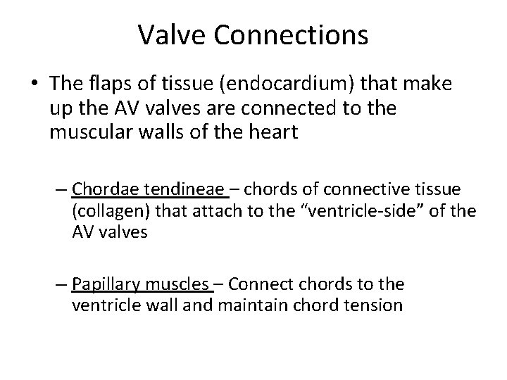 Valve Connections • The flaps of tissue (endocardium) that make up the AV valves