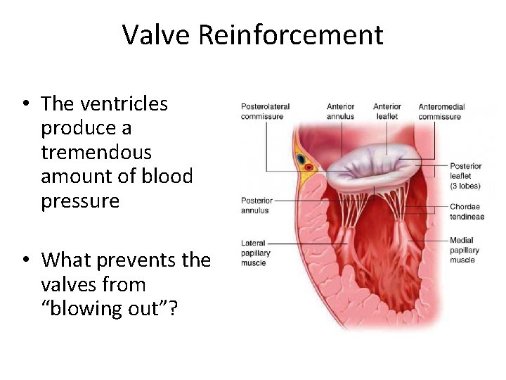 Valve Reinforcement • The ventricles produce a tremendous amount of blood pressure • What