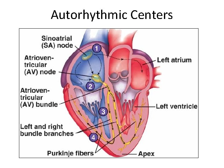 Autorhythmic Centers 