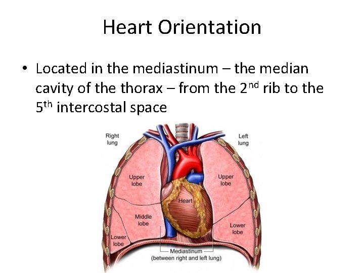 Heart Orientation • Located in the mediastinum – the median cavity of the thorax