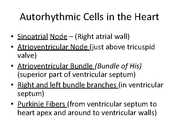 Autorhythmic Cells in the Heart • Sinoatrial Node – (Right atrial wall) • Atrioventricular