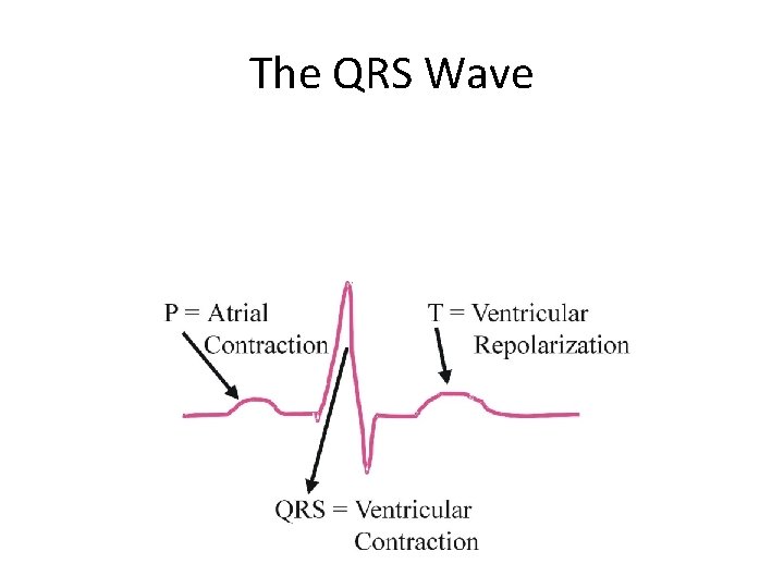 The QRS Wave 