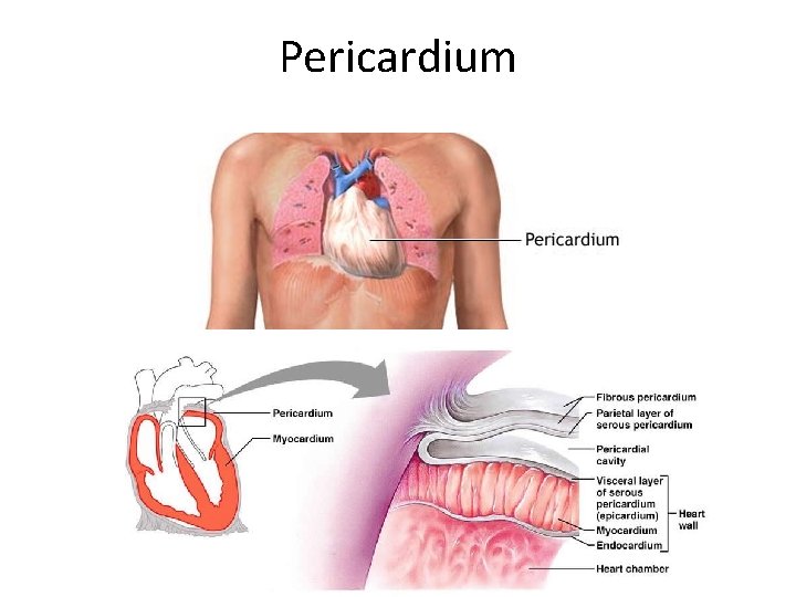 Pericardium 