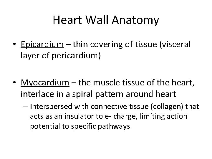 Heart Wall Anatomy • Epicardium – thin covering of tissue (visceral layer of pericardium)