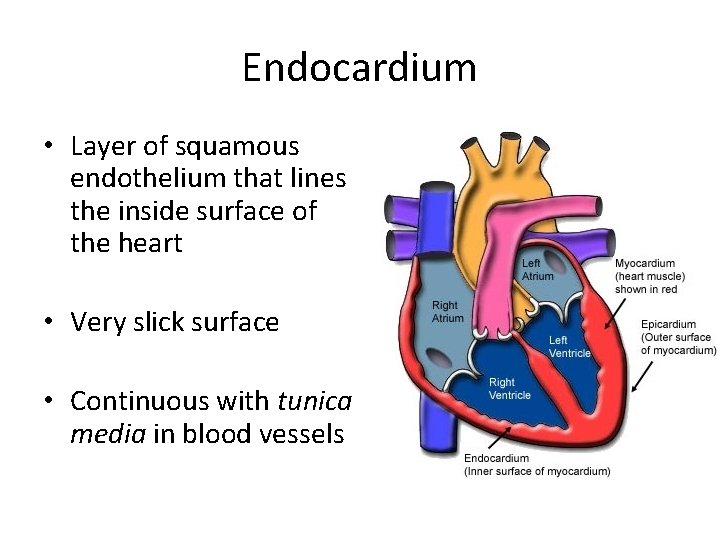 Endocardium • Layer of squamous endothelium that lines the inside surface of the heart