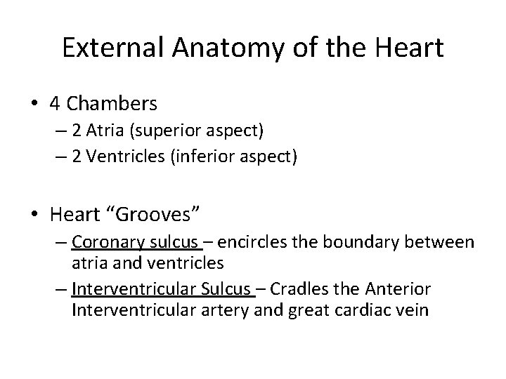 External Anatomy of the Heart • 4 Chambers – 2 Atria (superior aspect) –
