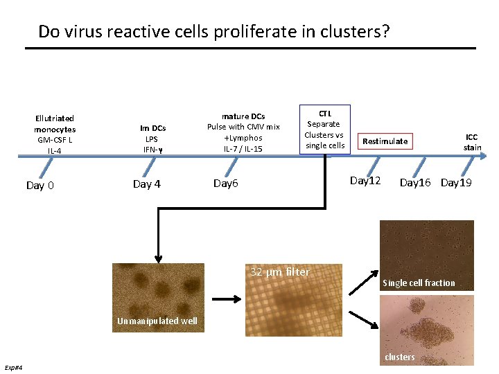 Do virus reactive cells proliferate in clusters? Ellutriated monocytes GM-CSF L IL-4 Day 0