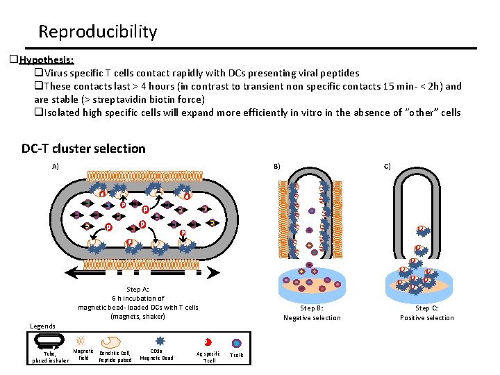 Reproducibility q. Hypothesis: q. Virus specific T cells contact rapidly with DCs presenting viral