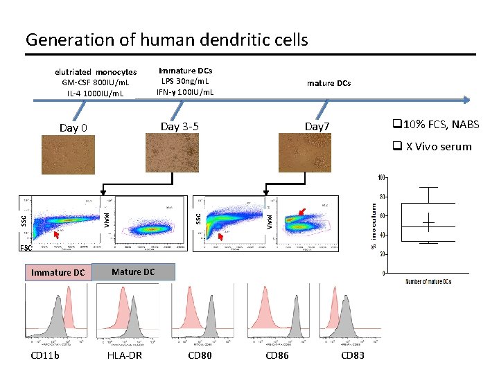 Generation of human dendritic cells elutriated monocytes GM-CSF 800 IU/m. L IL-4 1000 IU/m.