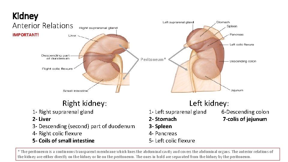 Kidney Anterior Relations IMPORTANT! Peritoneum* Right kidney: 1 - Right suprarenal gland 2 -