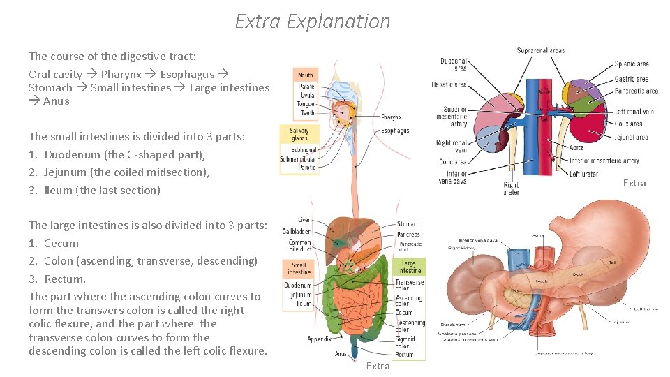 Extra Explanation The course of the digestive tract: Oral cavity Pharynx Esophagus Stomach Small