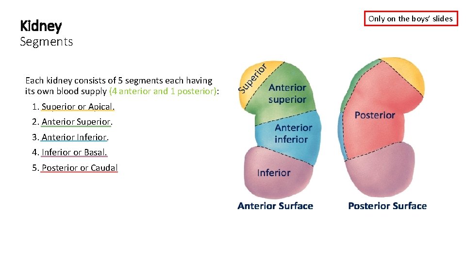 Kidney Segments Each kidney consists of 5 segments each having its own blood supply