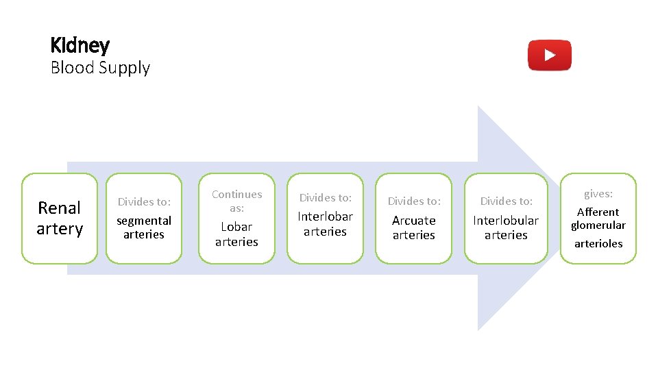 Kidney Blood Supply Renal artery Divides to: segmental arteries Continues as: Lobar arteries Divides