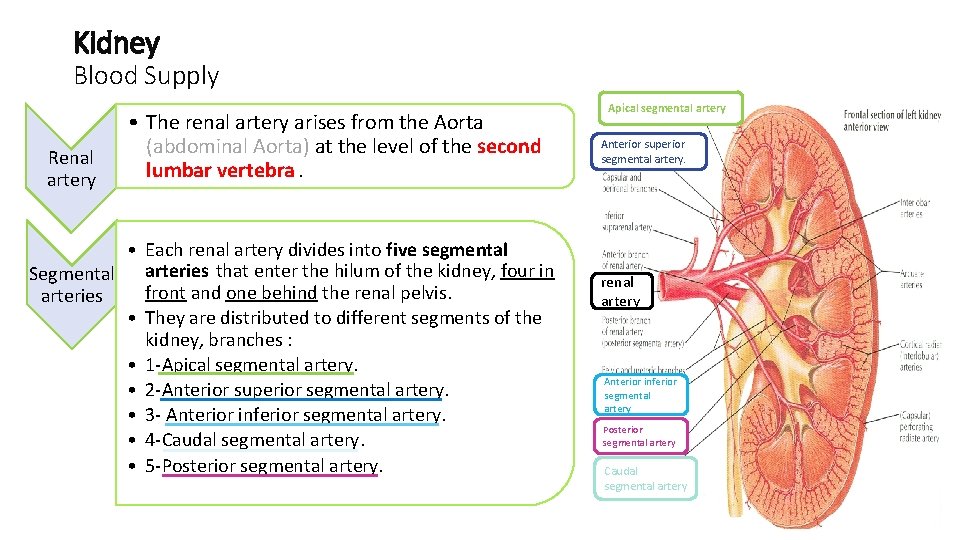 Kidney Blood Supply Renal artery • The renal artery arises from the Aorta (abdominal