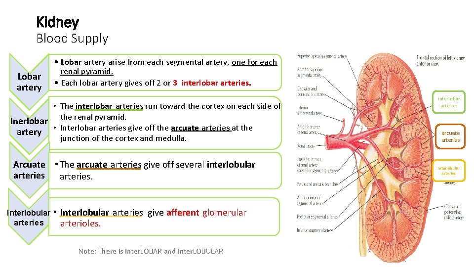 Kidney Blood Supply Lobar artery • Lobar artery arise from each segmental artery, one