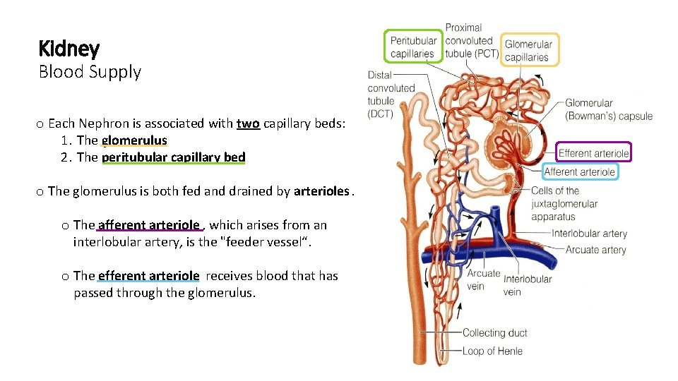 Kidney Blood Supply o Each Nephron is associated with two capillary beds: 1. The