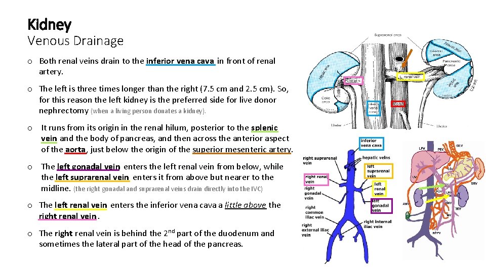 Kidney Venous Drainage o Both renal veins drain to the inferior vena cava in