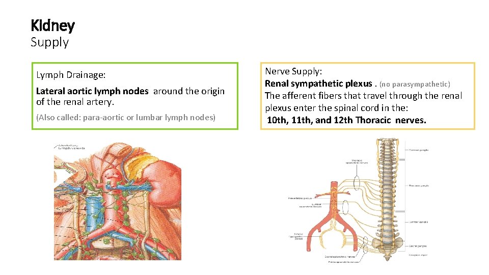Kidney Supply Lymph Drainage: Lateral aortic lymph nodes around the origin of the renal