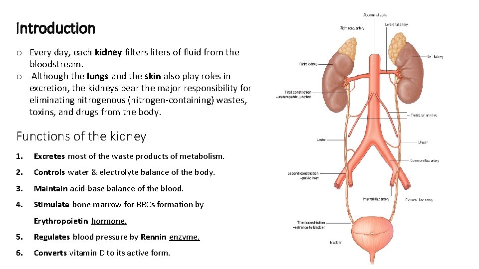 Introduction o Every day, each kidney filters liters of fluid from the bloodstream. o
