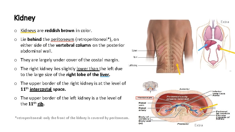 Kidney Extra o Kidneys are reddish brown in color. o Lie behind the peritoneum