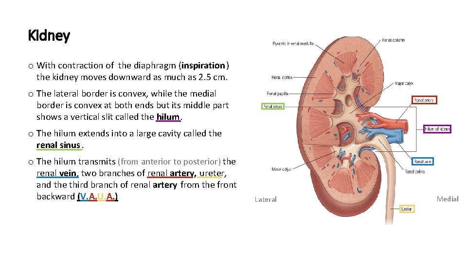 Kidney o With contraction of the diaphragm (inspiration) the kidney moves downward as much