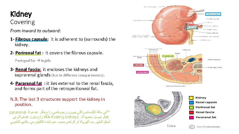 Kidney Covering From inward to outward: 1 - Fibrous capsule: It is adherent to