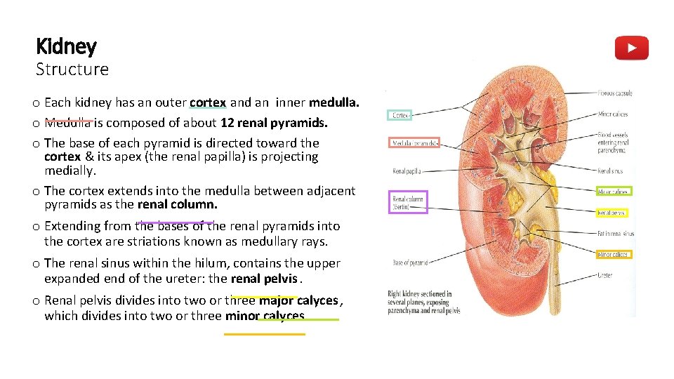 Kidney Structure o Each kidney has an outer cortex and an inner medulla. o