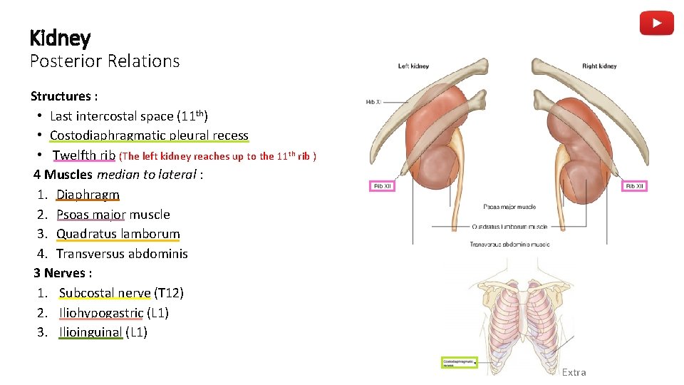 Kidney Posterior Relations Structures : • Last intercostal space (11 th) • Costodiaphragmatic pleural