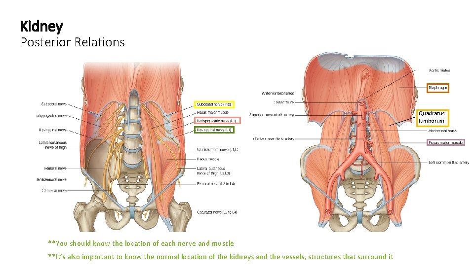 Kidney Posterior Relations Quadratus lumborum **You should know the location of each nerve and