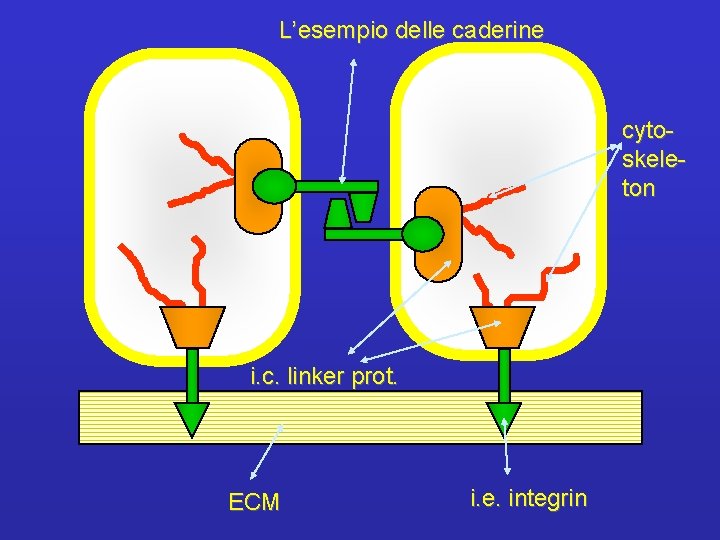 L’esempio delle caderine cytoskeleton i. c. linker prot. ECM i. e. integrin 